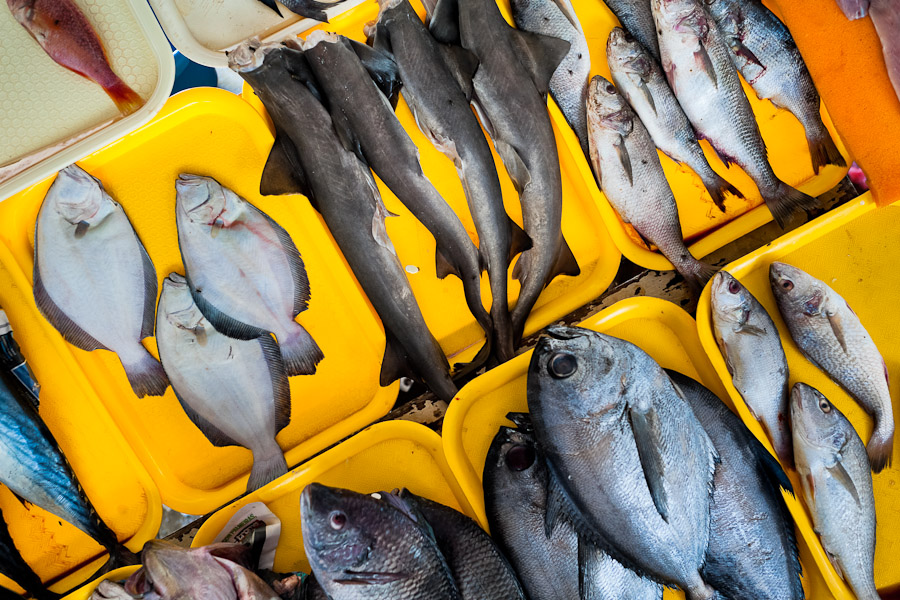 Wide variety of fresh fish seen at Chorrillos seafood and fish market in Lima, Peru.