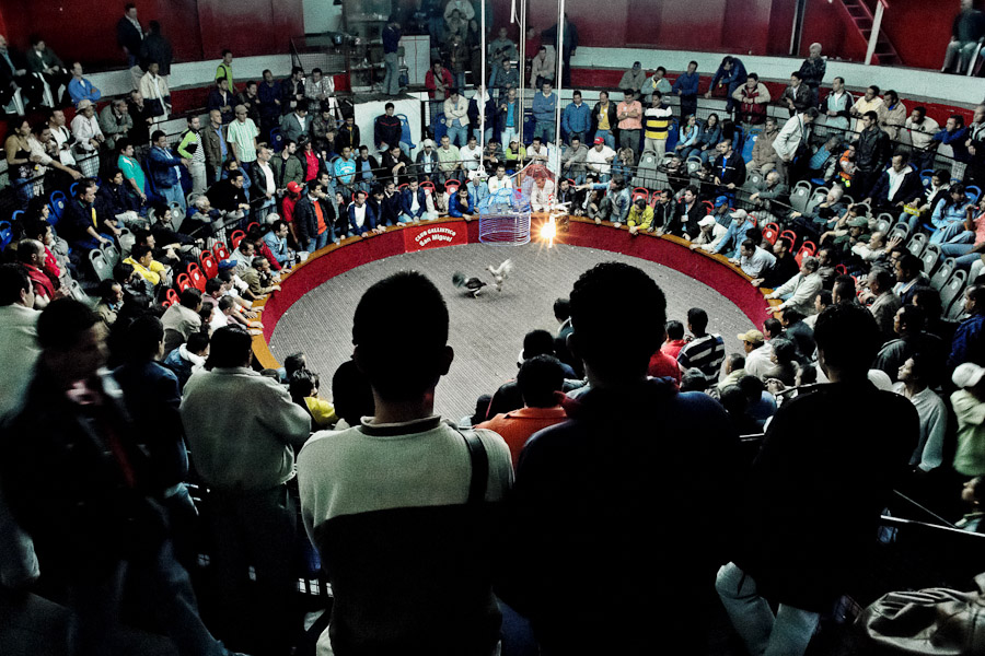 Gallera San Miguel (Bogotá), one of the most prestigious cockfight arenas in Colombia.
