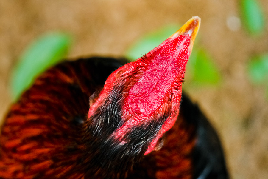 A fighting cock's comb in a breeding station in Cucuta, Colombia, 1 May 2006.