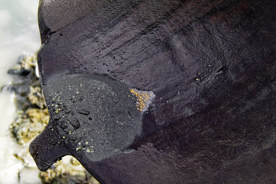 The gold panning technique is based on a different weight of elements. Gold nuggets are denser than a rock so they settle to the bottom of the pan.