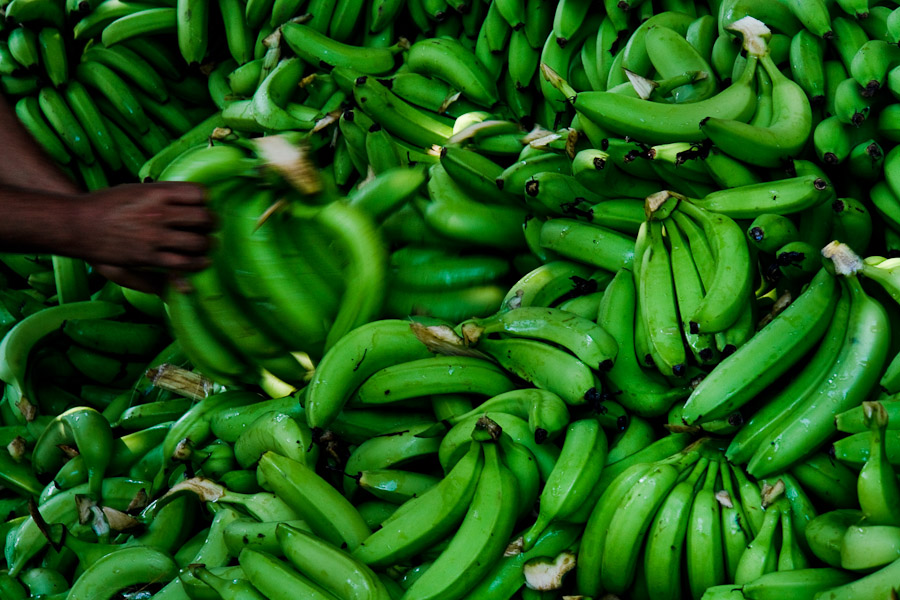Banana plantations workers, their working conditions on farms in Caribbean and South America. Banana production overview.