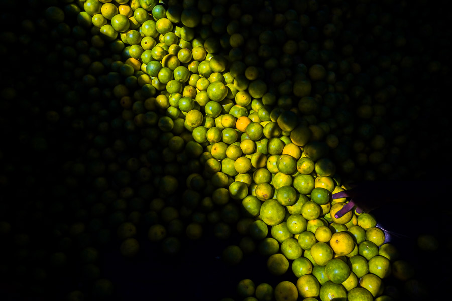 Fingers of an Afro-Colombian worker loading green oranges (for juicing) into baskets are seen in a storage room of the fruit market in Barranquilla, Colombia.