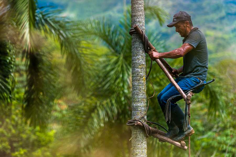 A Colombian farmer climbs a peach palm tree, employing the traditional marota scaffold, on a farm near El Tambo, Cauca, Colombia.