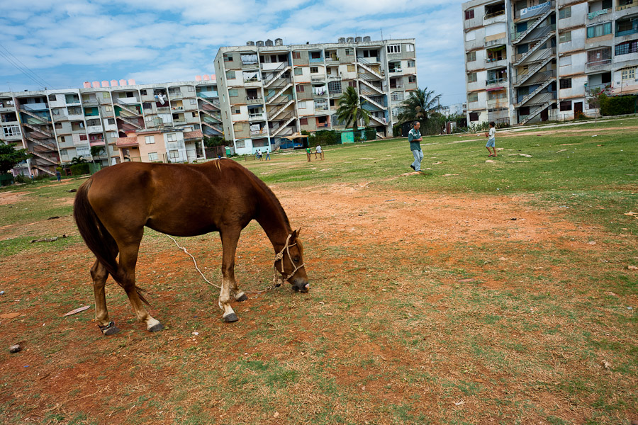 A horse eats grass in the open space among the large apartment blocks in Alamar, a public housing suburb of Havana, Cuba.