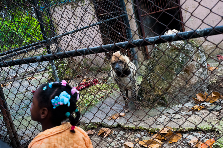 A Cuban girl walks along the concrete cage with a hyena at the Havana Zoo.