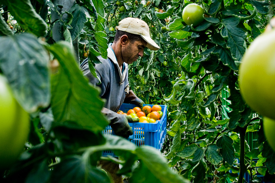 Illegal immigrants from Maghreb and Subsaharian Africa working in green-houses of El Ejido, Spain.