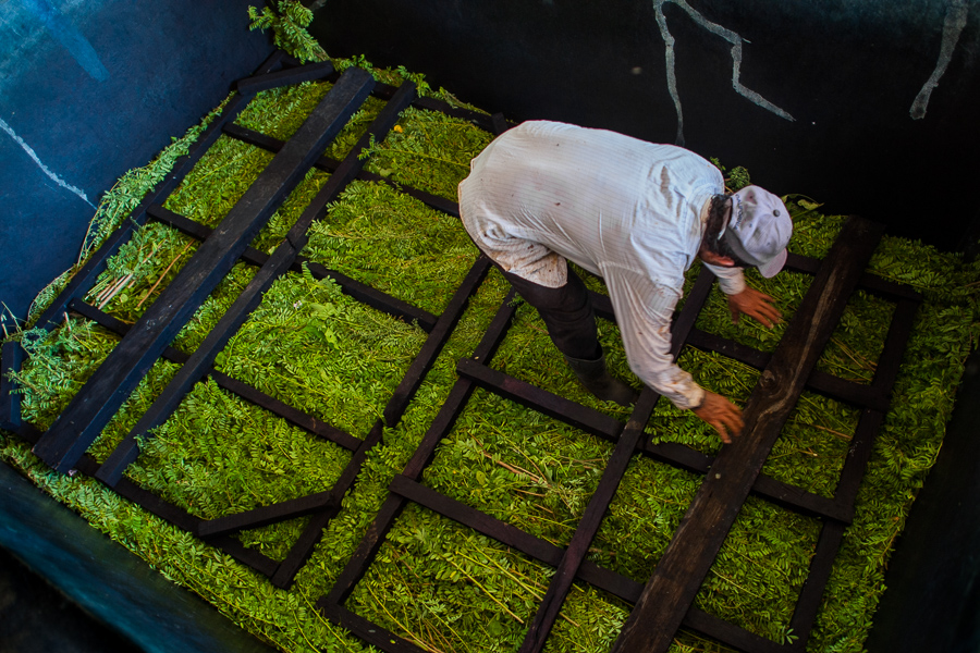 A Salvadoran farm worker loads the leaves and branches of the indigo plants into a concrete tank to macerate at the semi-industrial manufacture near San Miguel, El Salvador.
