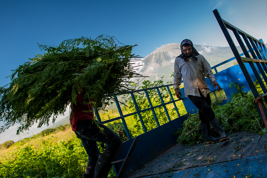 Salvadoran farm workers load piles of indigo plants onto a truck in the field near San Miguel, El Salvador.