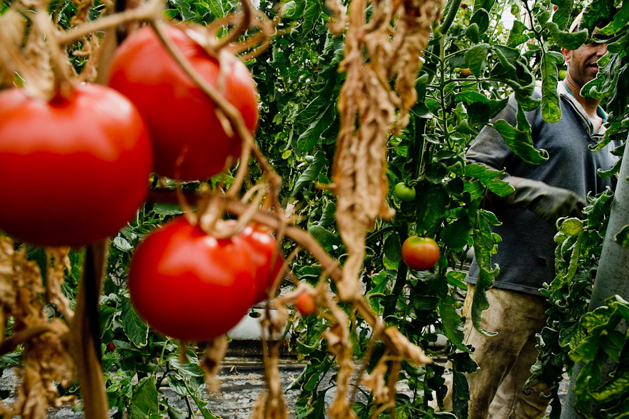 Maghreb immigrant worker hand-picks tomatoes in the green-house of El Ejido, Spain.