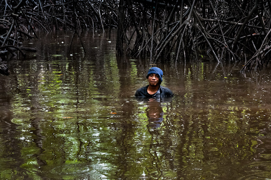 Mangrove forests grow where saltwater meets the shore in tropical and subtropical regions. They serve as an interface between terrestrial, fresh-water and marine ecosystems.