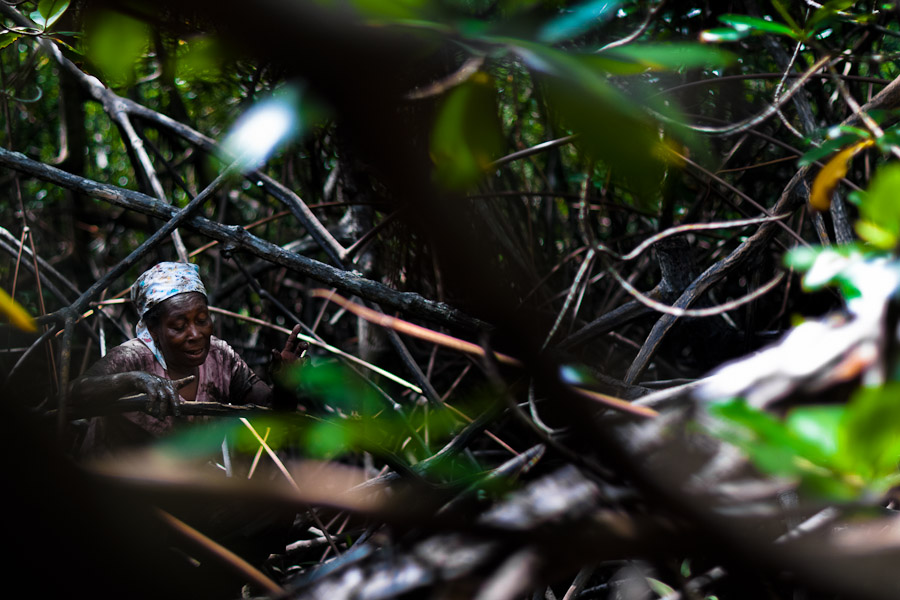 Some shellfish pickers are too poor to buy the rubber boots. Working in the mangrove swamps barefoot, they may get bitten by ‘pejesapo’, a local species of a venomous frogfish. Its bite is extremely painful and not easily curable.