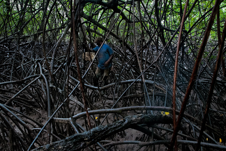 Although ‘concheros’ try to keep rotating the extracting areas in mangroves every two months and they comply with a minimum obligatory size of 50 mm, the natural populations of piangua have been reduced drastically.