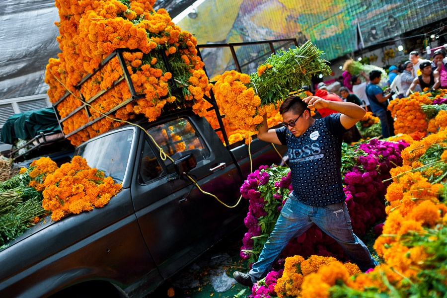 A Mexican flower market vendor carries a bunch of marigold flowers (Flor de muertos) for Day of the Dead celebrations in Mexico City, Mexico.