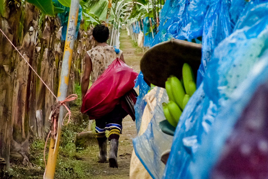 The banana plantations in Costa Rica are a target for migrant workers from Panama and Nicaragua who are willing to work for any salary because in their countries there is no work at all.