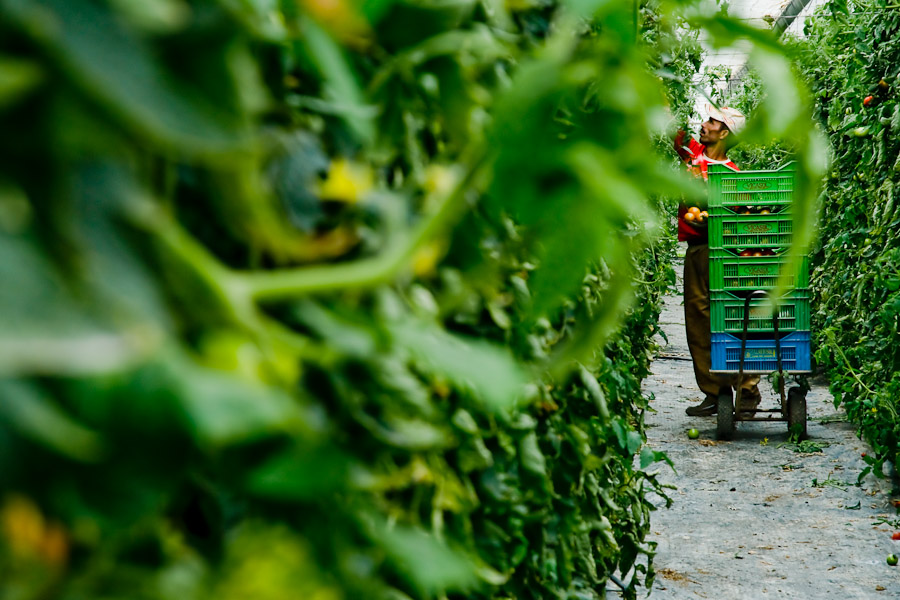 El Ejido is the centre of vegetable and fruit production for the Spanish market.