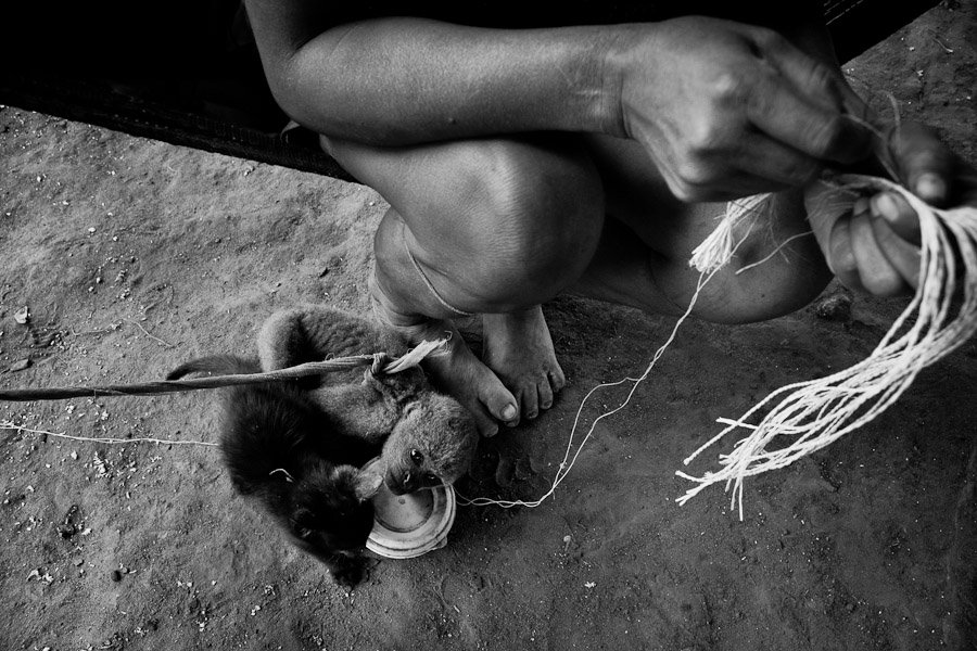 Although Nukak lost their original tribal way of life, they still collect vegetal materials in the jungle (palm leaves e.g.) to make their hammocks.