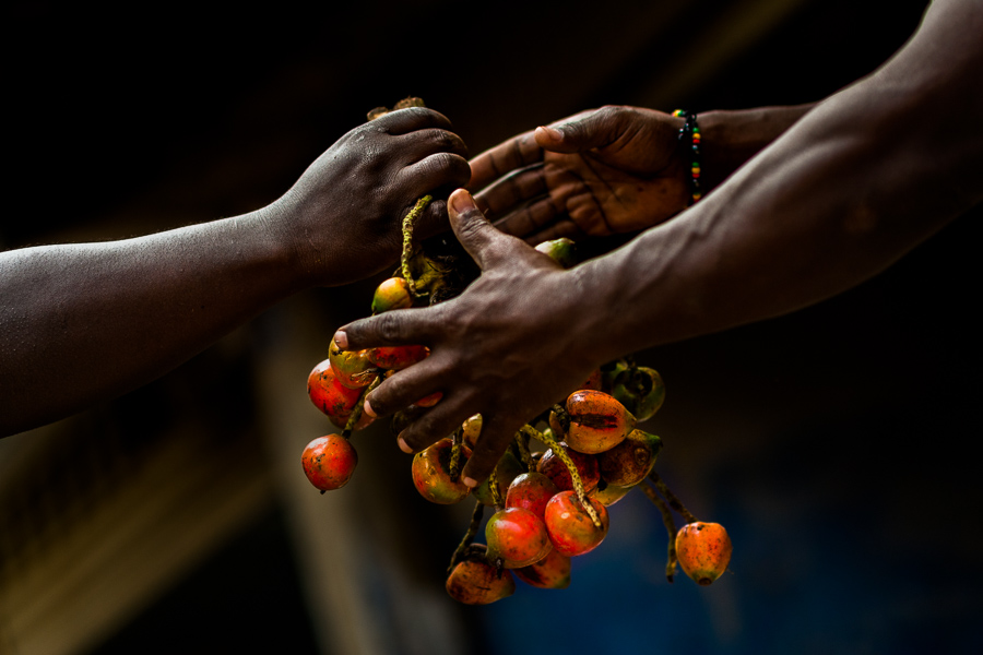 Hands of Afro-Colombian workers are seen holding a bunch of chontaduro (peach palm) fruits in a processing facility in Cali, Valle del Cauca, Colombia.