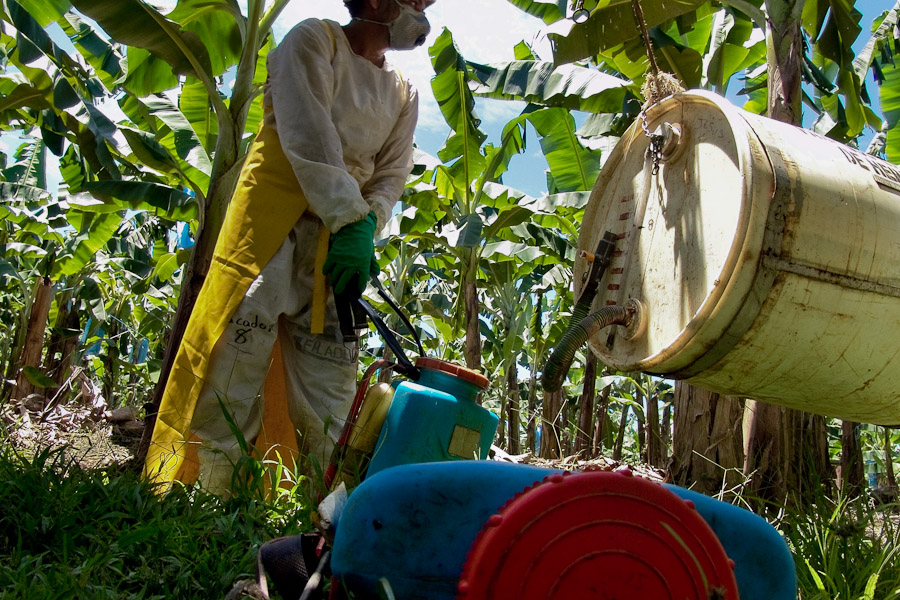 The banana production is an very extensive chemical production. A third (and more) of the banana price are expenses for its chemical maintenance.