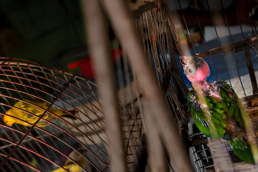 A pet bird (an Amazon parrot), affected by severe feather loss, is seen inside a birdcage in the bird market in Cartagena, Colombia.