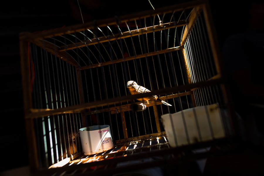 Birds (wild songbirds and domesticated species) are kept in cages and sold as pets in the bird market in Colombia.