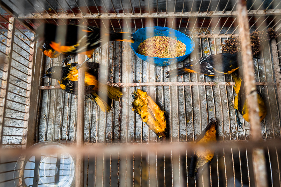 Captured birds (baltimore orioles) are seen inside a birdcage in the bird market in Cartagena, Colombia.