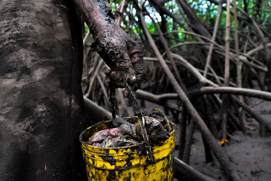 The strong demand for piangua in Ecuador caused an uncotrolled extraction of this mussel in the mangrove swamps on the Colombian Pacific coast.