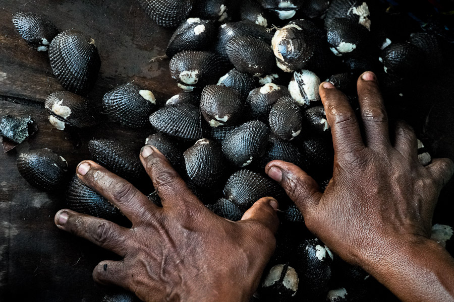 From more than 300 million pieces of piangua extracted in the mangrove swamps of Colombia every year, about 80% of the production is exported.