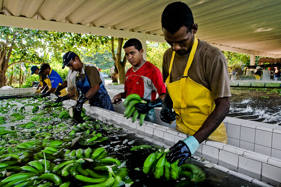Workers preparing bananas for packaging. Considering the consumption of chemicals a banana tree is the second in the world right after a cotton plant.