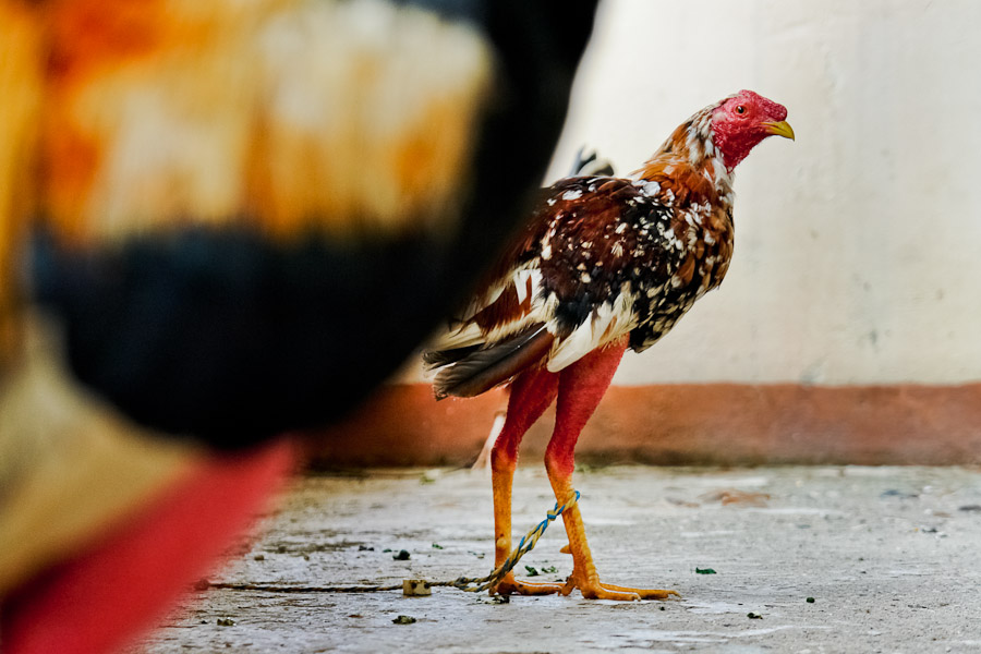 A fighting cock in a breeding station in Villavicencio, Colombia, 17 April 2006.