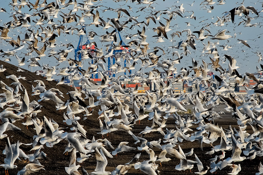 Thousands of seagulls picking up the sun-flower seeds in the harbor's storage area.