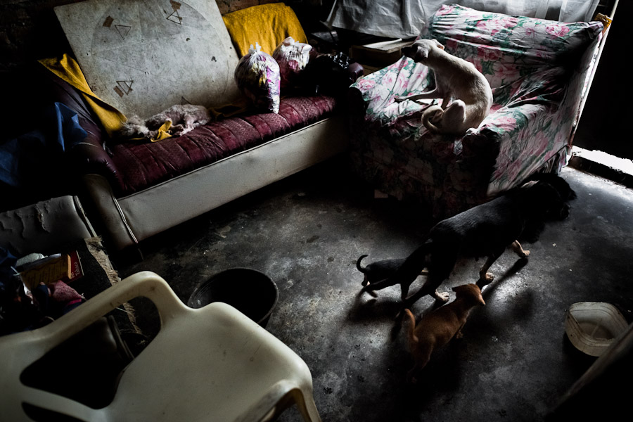 Street dogs and cats sleep and eat in a shaman's house in Cali, Colombia.