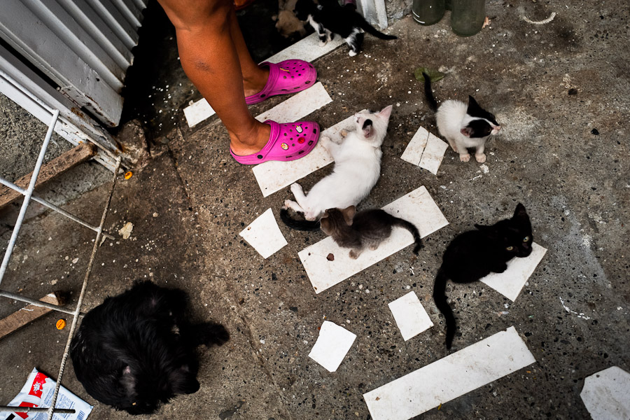 Street dogs and cats sleep and eat in a shaman's house in Cali, Colombia.