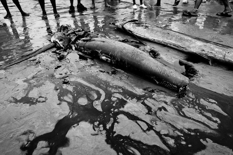 A thresher shark carcass lies on the beach after its fins were already cut off, Puerto Lopez, Ecuador.