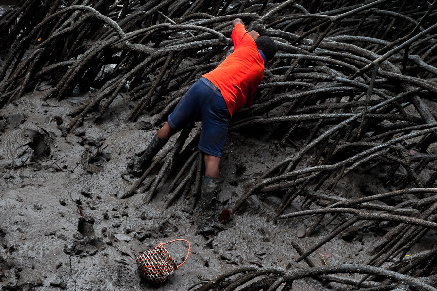 Deep in the mangrove swamps on the Pacific coast in Colombia, people search and collect a shellfish called ‘piangua’.