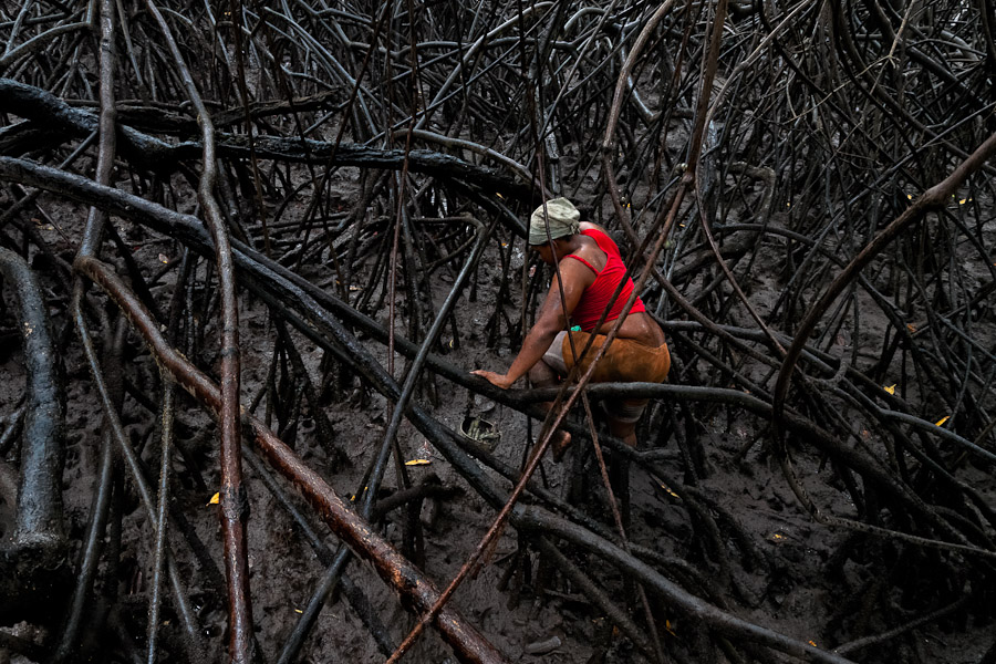 The piangua collecting in the mangrove swamps has been originally developed by Afro-Colombian women and it used to be the main source of protein for families living in extreme poverty.