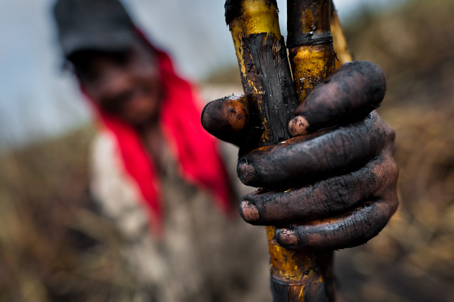 A sugar cane cutter holds burned stalks of sugar cane on the plantation in Valle del Cauca, Colombia.