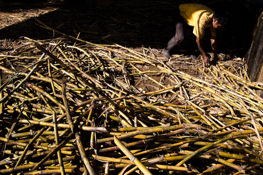 A Colombian peasant collects sugar cane stalks before processing of panela in a rural sugar cane mill (trapiche) in San Agustín, Colombia.