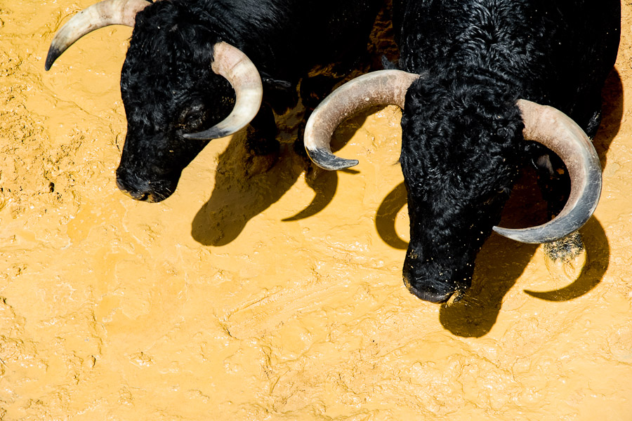 Arena bull, noble bull breed for corrida – bullfight.