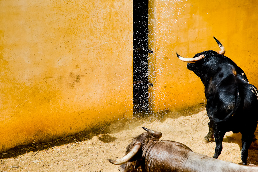 Corrida bull, special breed for spanish bullfighting event.
