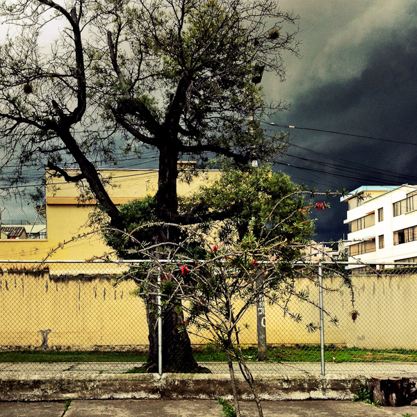 A coniferous tree is seen on the street of a residential suburb while a usual afternoon storm approaches in Quito, Ecuador.