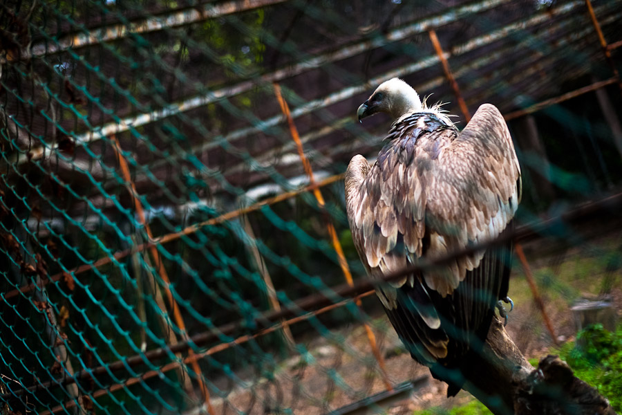 A griffon vulture sits on a branch stub in a small bird enclosure at the Havana Zoo.