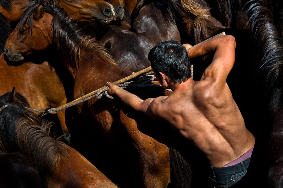 A wild horse caught during the Rapa Das Bestas (Shearing of the Beasts) in Galicia, Spain.