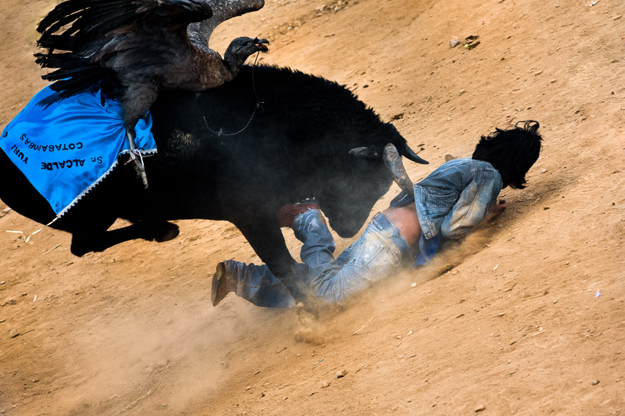 The Yawar Fiesta, an indigenous tradition consisting of a ritual fight between the condor and the bull, held in the mountains of Peru.