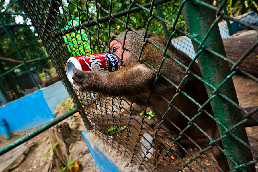 Havana Zoo (Cuba) is poorly maintained, has empty concrete cages and inadequate food supply for the animals.